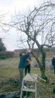 pruning at Cotesbach