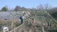 pruning at Cotesbach