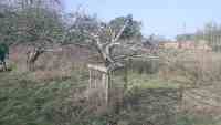 pruning at Cotesbach