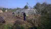 pruning at Cotesbach