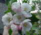 Croft Pippin blossom