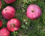 red fleshed apple, croydon