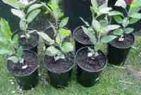 apple seedlings, various english x redfleshed, 30 may 2011