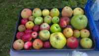 Donisthorpe Apple Day  2023
