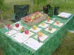 apple and composting displays and apple tasting, donisthorpe, LHAP