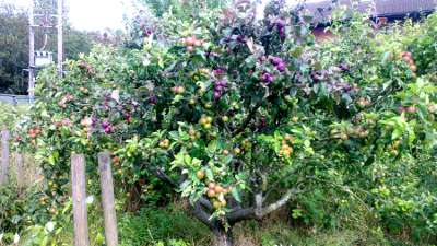 Family apple tree, 6 July 2023