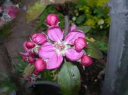 redfleshed apple, early blossom, George's Red