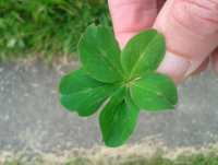 a five-leaf clover