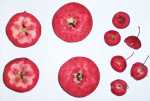 Malus Geneva, red-fleshed apple