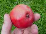 essex apple, george's red