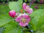Grenadine, red-fleshed apple blossom