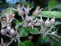 cross-pollinated fruitlets on an apple tree