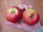 high cross apple, close-up, after long warm autumn 2010, from grafted tree on mm106