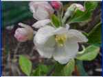 high cross apple, blossom