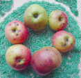 High Cross apple, 7 jan 07