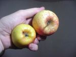 honey flavoured apple, found south leicestershire nov 2011