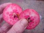 deep red fruit of Huonville Crab from Tasmania