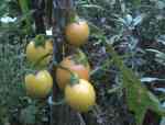 kangaroo apple blossom - an unusual member of the solanum family - the fruit