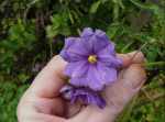 kangaroo apple blossom - an unusual member of the solanum family