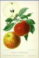 langtons nonsuch, leicestershire apple, old print