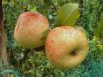 Langton's Nonesuch, Leicestershire apple, mature, 20 aug 2011