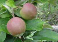 Langton's Nonesuch, Leicestershire apple, immature, end-jun 2011