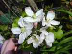 Langton's Nonesuch, Leicestershire apple, rediscovered,. picture