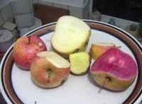 late apple tasting, 4 January; l to r croft late, high cross, croft late, durrant, wickson, grenadine