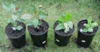 apple seedlings, various english x redfleshed, 30 may 2011