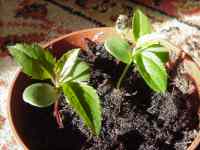 apple seedlings, laxton x almata, march 2011