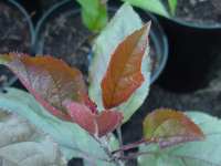 apple seedlings, various english x redfleshed, 3 jun 2011