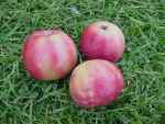 red fleshed apple, leicester park