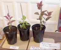leicestershire heritage apples project at the botanical garden, Jun 2013; three seedlings grown from pips from the same apple