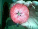 red fleshed apple found near maidenhead