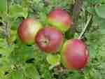 leicestershire apple, martin's custard, rediscovered 2005