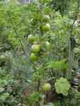 mere pippin and malus geneva seedling, both showing columnar growth (no branches)