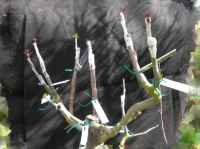 evaluting new varieties of apple by grafting onto an existing tree