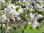 Norfolk Rattlebox blossom, May 2009; picture supplied by Danny Cotgrove