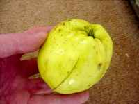 Leicestershire Heritage Apples at Oaks-in-Charnwood