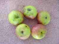 Leicestershire Heritage Apples at Oaks-in-Charnwood
