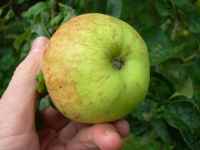 packington apple, leicestershire apple, from packington village