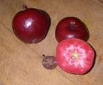 weirouge and pendragon; pendragon apple supplied by Mel Wilson
