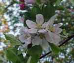 pink-pearl blossom