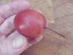 malus Purple Radish, malus geneva seedling