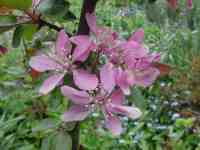 giant radish apple: red blossom