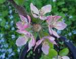 Rubaiyat, red-fleshed apple blossom after about a week