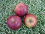 seagrave apple, photographed in the frost, early December