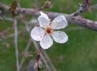 first-ever flowers on one of our own-produced seedlings