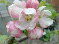 first flowers on one of our own-produced seedlings