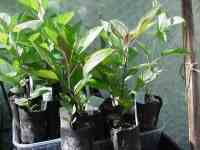 apple seedlings, various english x redfleshed, 1 may 2011